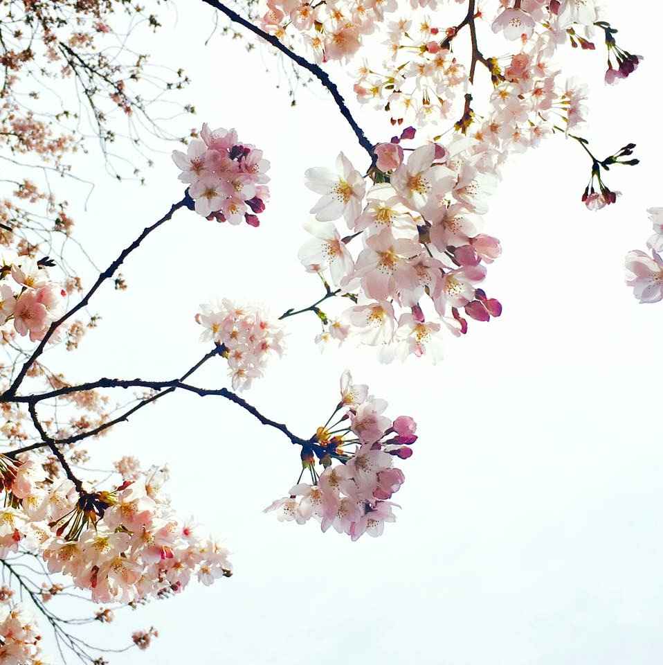 春の写真印刷 桜や家族写真を大きくプリントしてみませんか ポスター印刷のプリオ